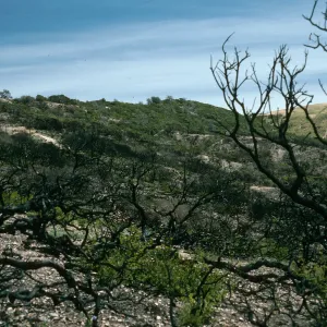 Santa Cruz Island, China Pines, after fire of December, 1994