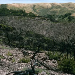 Santa Cruz Island, China Pines, after fire of December, 1994