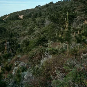 Santa Cruz Island, China Pines