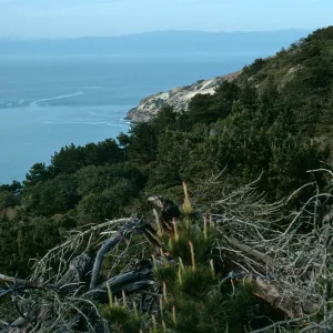 Santa Cruz Island, China Pines