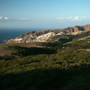 Santa Cruz Island, China Pines