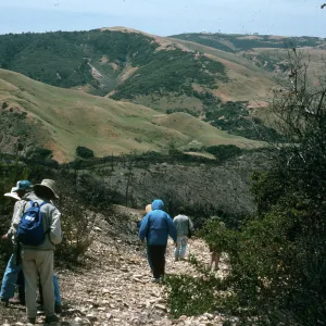 Santa Cruz Island, China Pines, after fire of December, 1994