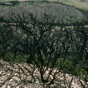 Santa Cruz Island, China Pines, after fire of December, 1994