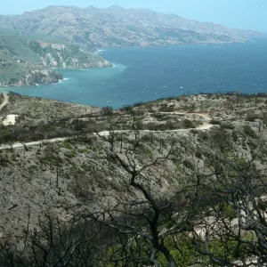 Santa Cruz Island, China Pines, after fire of December, 1994
