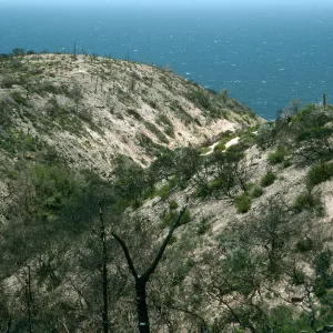 Santa Cruz Island, China Pines, after fire of December, 1995