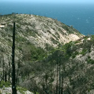 Santa Cruz Island, China Pines, after fire of December, 1994