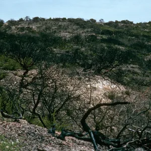 Santa Cruz Island, China Pines, after fire of December, 1994