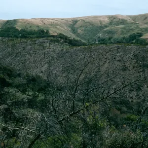 Santa Cruz Island, China Pines, after fire of December, 1994