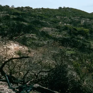 Santa Cruz Island, China Pines, after fire of December, 1994