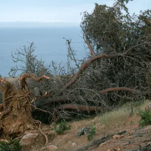Santa Cruz Island, East of Twin Canyon, fallen pine