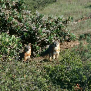 Santa Cruz Island, island foxes, South Ridge Road, Christy Pines