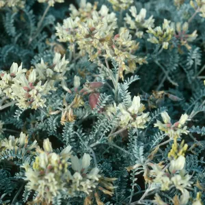 Astragalus miguelensis, Fraser Point Peninsula