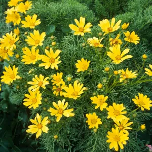East Anacapa Island, Coreopsis gigantea, terrace West of campground