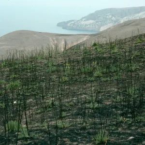 Santa Cruz Island, Foeniculum, 1990 burn, China Harbor