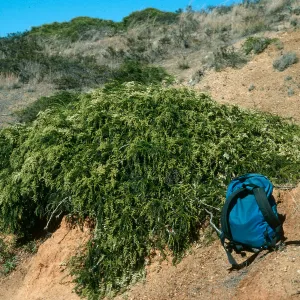 Santa Cruz Island, Adenostoma, upper Sauces Road