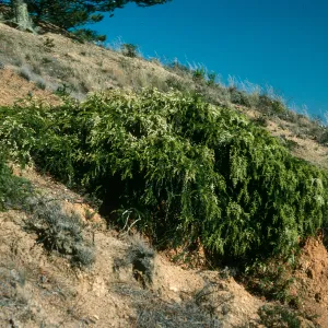 Adenostoma, upper Sauces Road