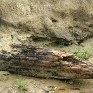 Santa Cruz Island, fossil log, Sauces Canyon