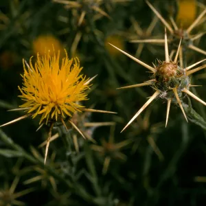 Centaurea solstitialis, Prisoners Harbor