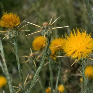 Centaurea solstitialis, Prisoners Harbor