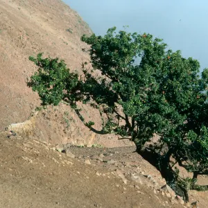 Sheep, Ridgetop near Altaz, Santa Cruz Island