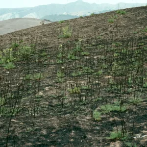 Foeniculum, 1990 burn, China Harbor, Santa Cruz Island