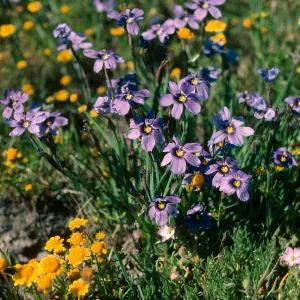 Sisyrinchium, Fraser Point