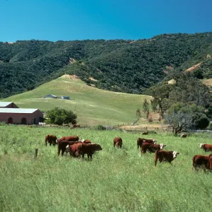 Santa Cruz Island, Stanton Ranch