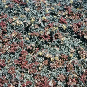 Astragalus miguelensis, Santa Cruz Island, Fraser Point