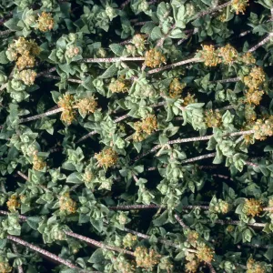 Atriplex watsonii, East end of Tender Beach, San Nicolas Island