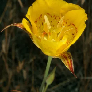 Santa Cruz Island, Calochortus luteus, Alameda de Los Coches Prietos