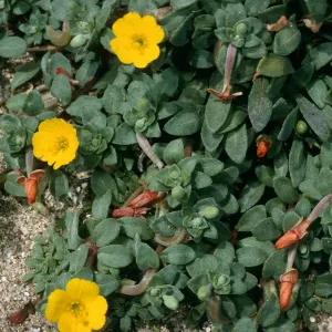 San Nicolas Island, Camissonia cheiranthifolia
