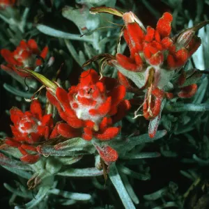 Santa Cruz Island, Castilleja hololeuca, SC-2198