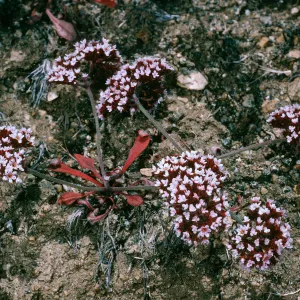 Chorizanthe wheeleri, Santa Cruz Island, SL-2721, San Justiniano
