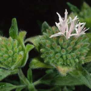 Monardella, Santa Barbara Botanic Garden