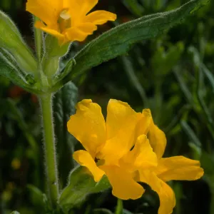 Mimulus clevelandii, Santa Barbara Botanic Garden