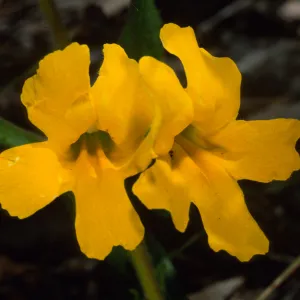 Mimulus clevelandii, Santa Barbara Botanic Garden