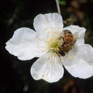 Bee on Fallugia paradoxa