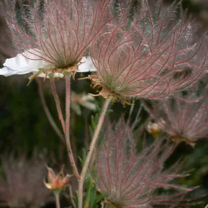 Falluga paradoxa, SBBG