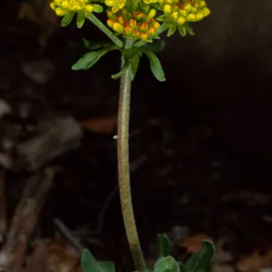 Eriogonum (wild buckwheat) , SBBG