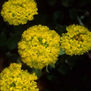Eriogonum (wild buckwheat) , SBBG