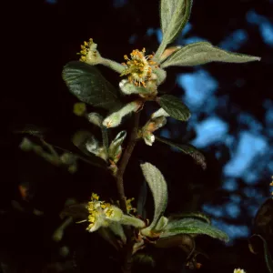 Cercocarpus traskiae, Wrigley Garden, Catalina Island