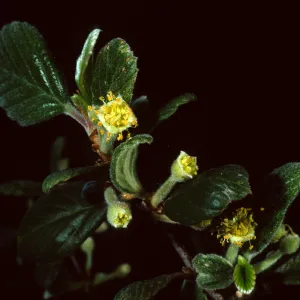 Cercocarpus traskiae, Wrigley Garden, Catalina Island