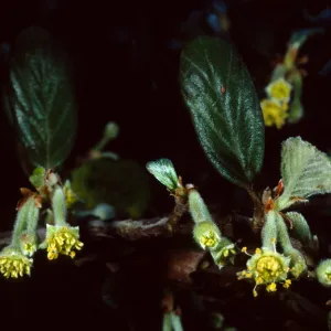 Cercocarpus traskiae, Wrigley Garden, Catalina Island
