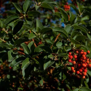 Arbutus menziesii, Reagan Ranch, Refugio Canyon