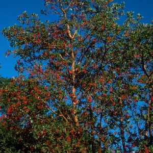 Arbutus menziesii, Reagan Ranch, Refugio Canyon