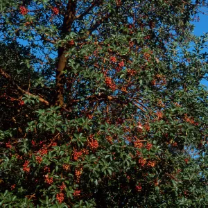 Arbutus menziesii, Reagan Ranch, Refugio Canyon