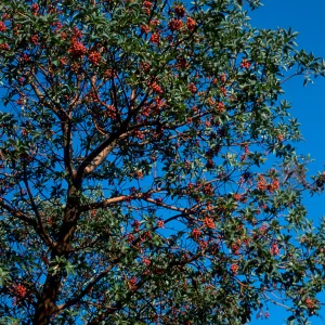 Arbutus menziesii, Reagan Ranch, Refugio Canyon