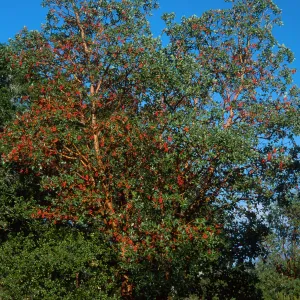 Arbutus menziesii, Reagan Ranch, Refugio Canyon