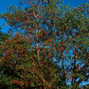 Arbutus menziesii, Reagan Ranch, Refugio Canyon