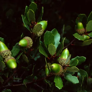 Quercus pacifica, Blackjack Campground